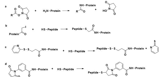 Peptide-protein coupling reagents