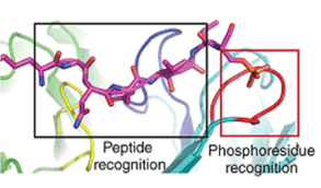 Peptides Phosphorylation