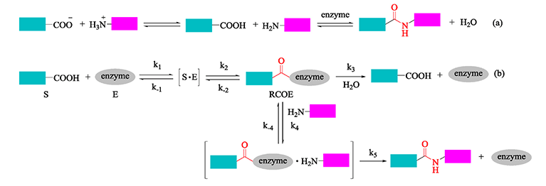 Peptide-enzyme Conjugation