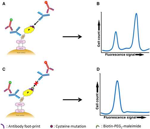 Schematic Outline of the Epitope Mapping Approach