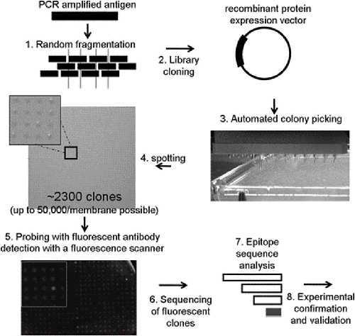 Schematic of the epitope mapping procedure.