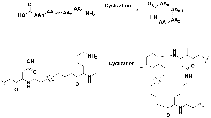 Side-chain-cyclization.png