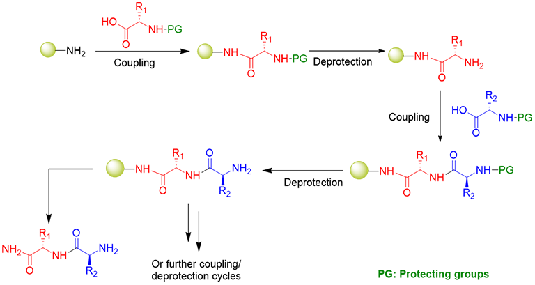 Solid Phase Peptide Synthesis