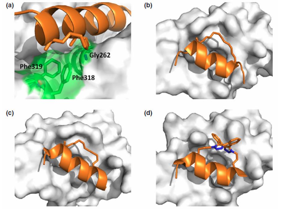 Staple binding sites on target proteins