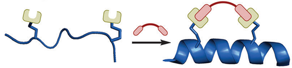 Two-component stapling techniques