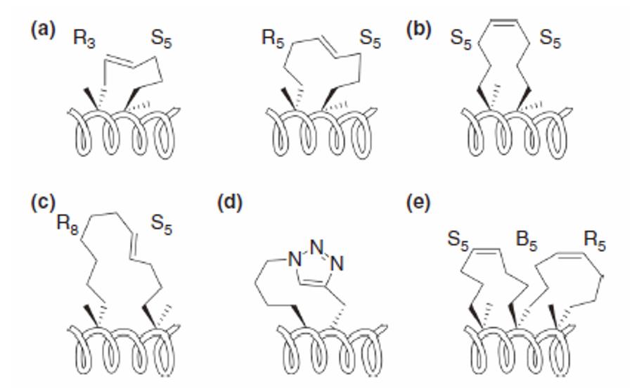 Stapled peptide architectures