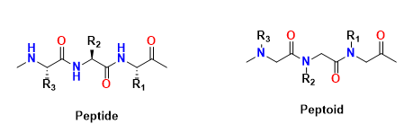 Structural comparison between peptide and peptoid