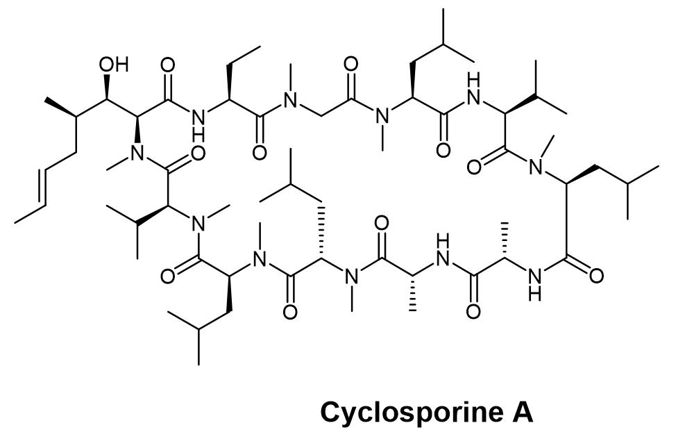 Structure of Cyclosporine A