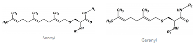 Peptide Prenylation