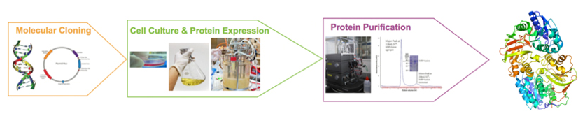 Synthesis of recombinant peptide