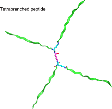 Tetrabranched peptide