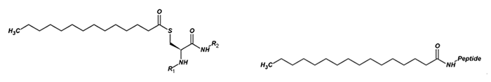 Fig. 2 The structure of myristoyl thioester and palmitoyl ester.