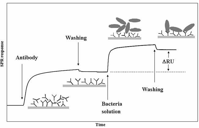 The shift in SPR response during the binding of antibody and bacteria to the sensor surface