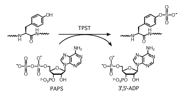 The tyrosylprotein sulfotransferase reaction