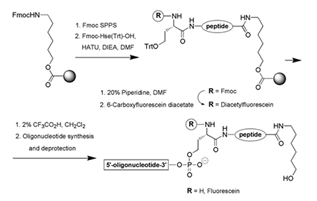 Peptide-oligonucleotide Conjugation