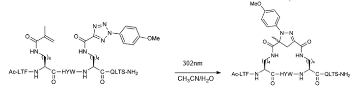 Stapled Peptide Design