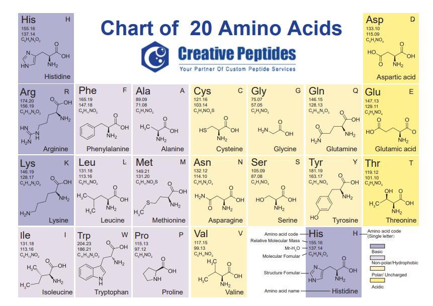 Amino Acid Chart: A Comprehensive Overview