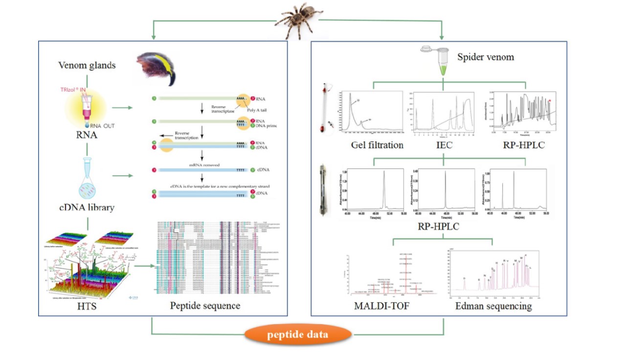 Construction of animal peptide library