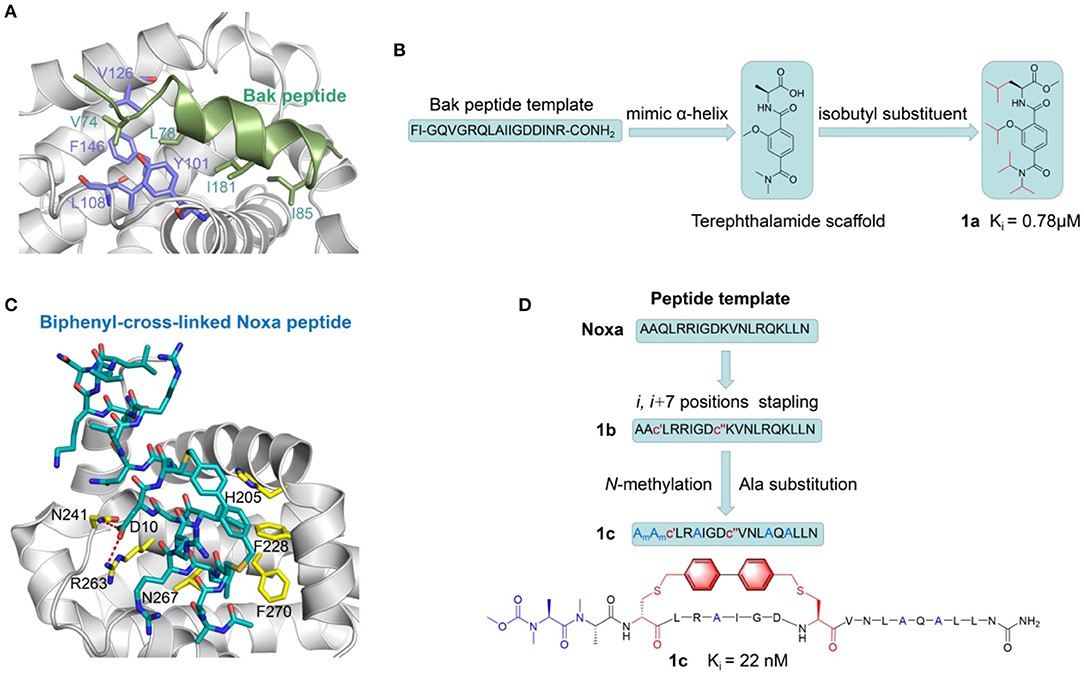 Fig.10 Peptide-based PPI inhibitors targeting Bcl-2 Family PPIs.