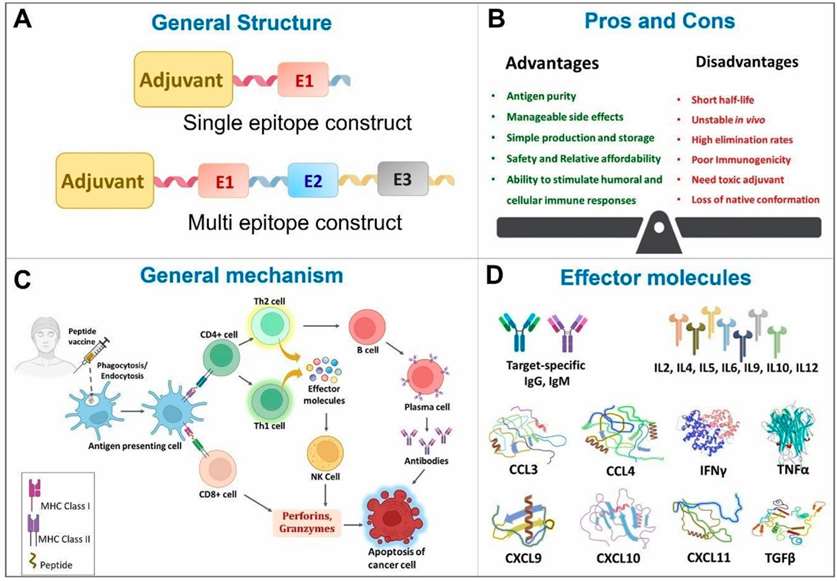 Fig.11 General features of Peptide vaccines. 