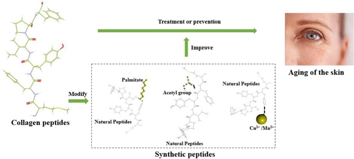 Fig.12 The synthetic peptides in cosmetic for anti-aging.