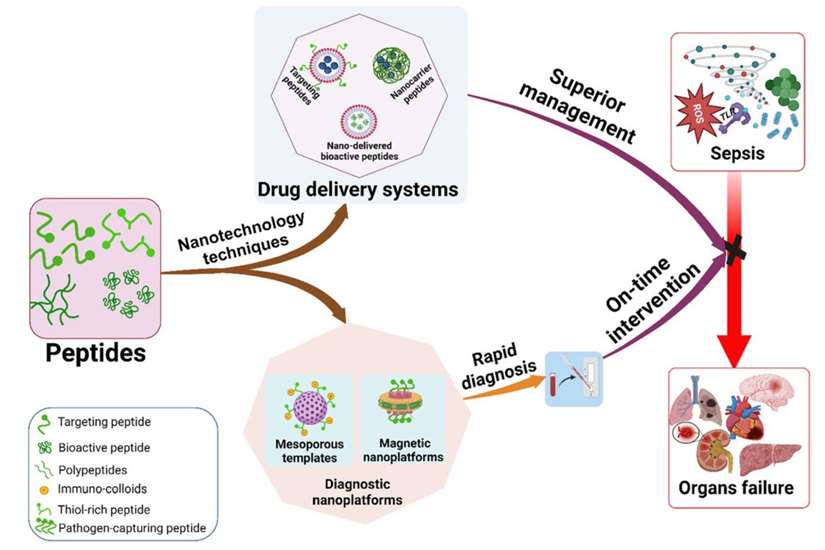 Fig.4 Peptides for diagnosing and drug delivery systems.