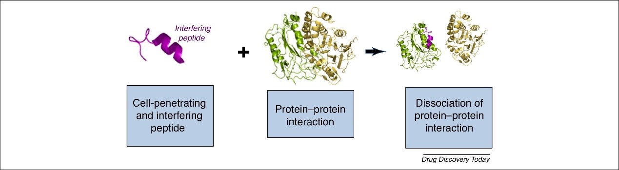 Fig.8 The effect of an interfering peptide (IP) targeting a PPI.