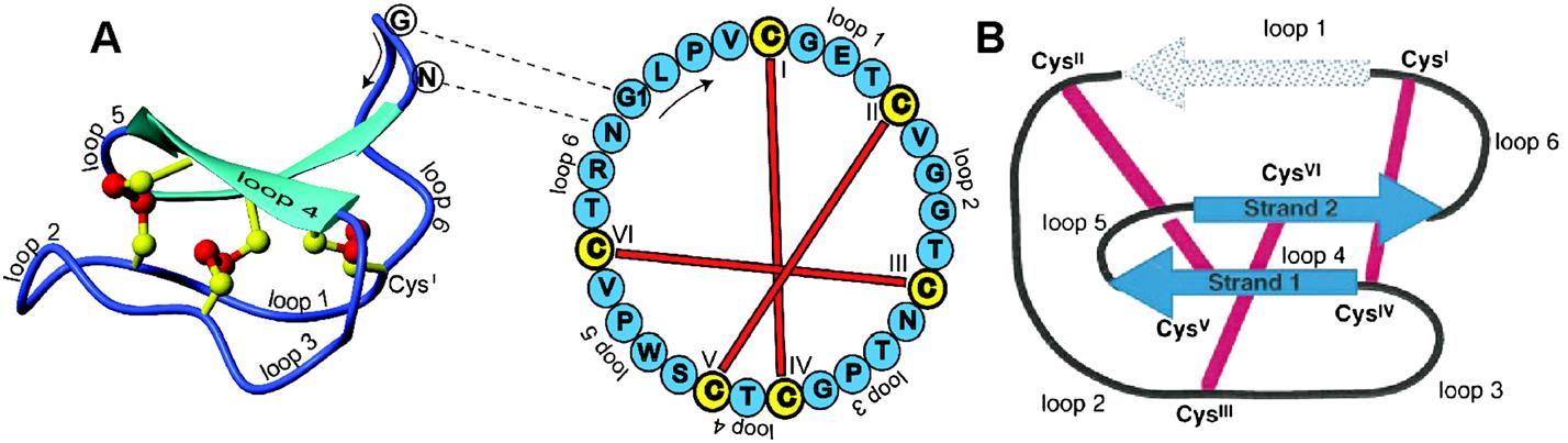A) The NMR structure (PDB code 1NB1) and amino acid sequence of kalata B1 with the labeling of the six conserved Cys residues and the connectivity of the disulfide bonds indicated. B) A schematic representation of the topology of the cyclic cystine knot (CCK) motif characteristic of cyclotides. (David J Craik)
