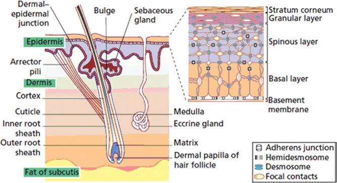 Anatomy of the skin showing target sites for peptide therapeutics (Nikhil J et al.)