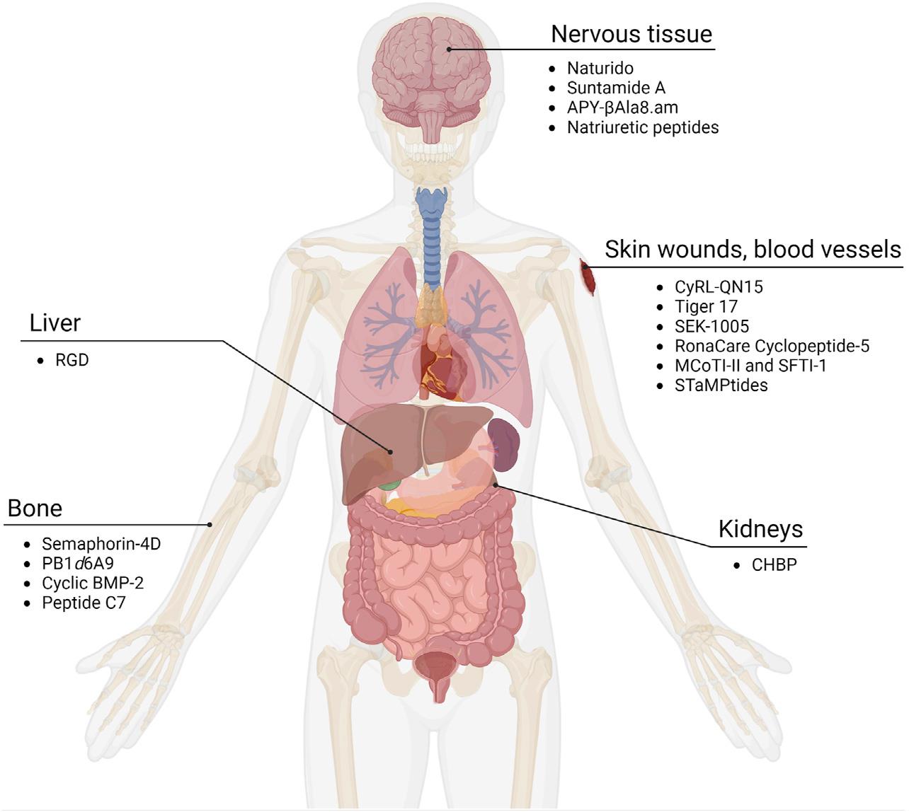 Certain cyclic peptides promote growth in tissues while others have been found to reduce damage in organs after ischemia and reperfusion. (Lee Y C J et al.)