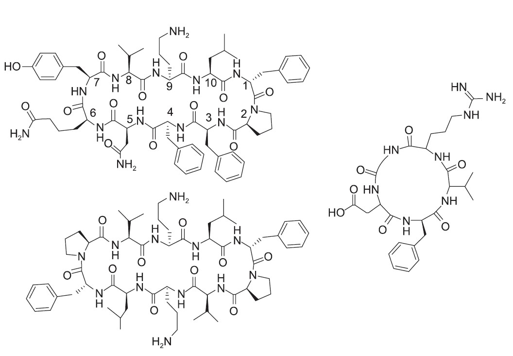 Structure of cyclic peptides used in clinic. 
Left top: Tyrocidine A, cyclo (Val-Orn-Leu-D-Phe-Pro-Phe-Phe-Asn-Gln-Tyr). Left bottom: Gramicidin S, cyclo (Val-Orn-Leu-D-Phe-Pro)2. Right: Cyclo-RGD Peptide EMD 66203, cyclo (Arg-Gly-Asp-D-Phe-Val). (Sang Hoon Joo)
