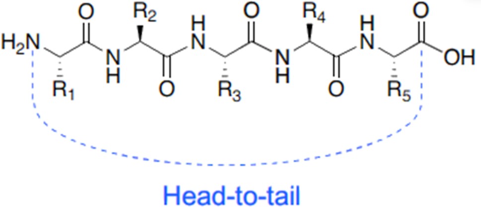 Fig.1 Head-to-tail cyclization.