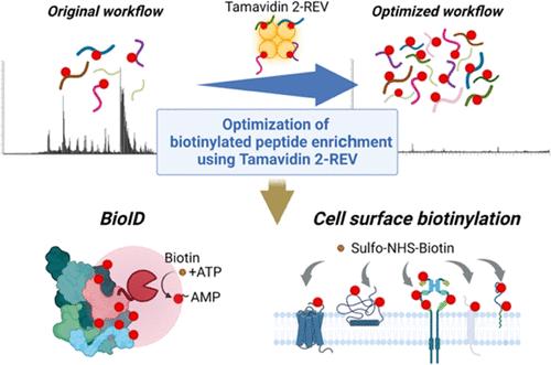 Fig. 1 Biotinylated peptides.