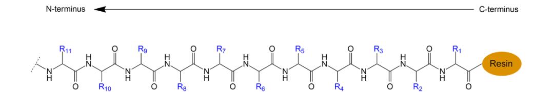 Fig. 2 Fmoc solid-phase synthesis process of biotinylated peptides.