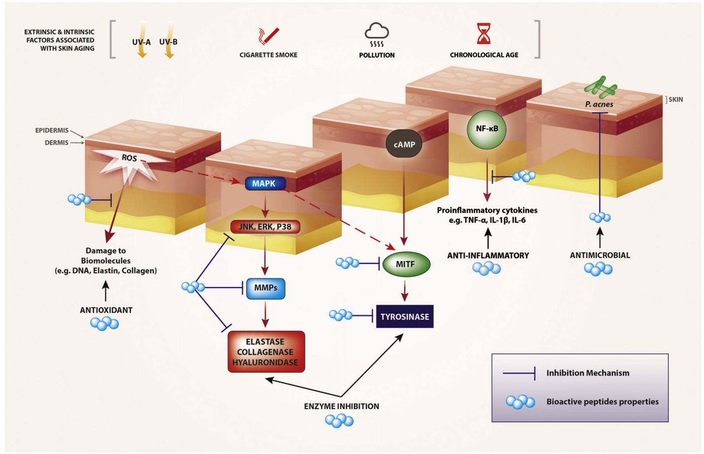 Fig. 1 Schematic summary of the mechanisms of bioactive peptides related to their potential cosmeceutical application.