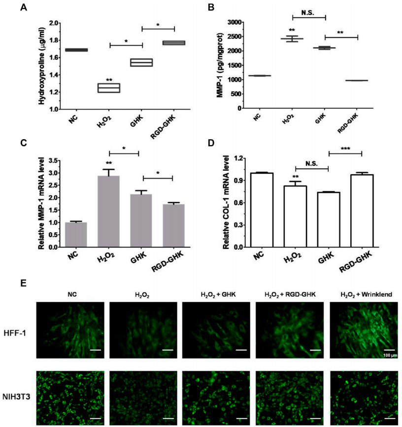 Fig. 2 Anti-senescent effect of peptides on H2O2-induced HFF-1 and NIH3T3.