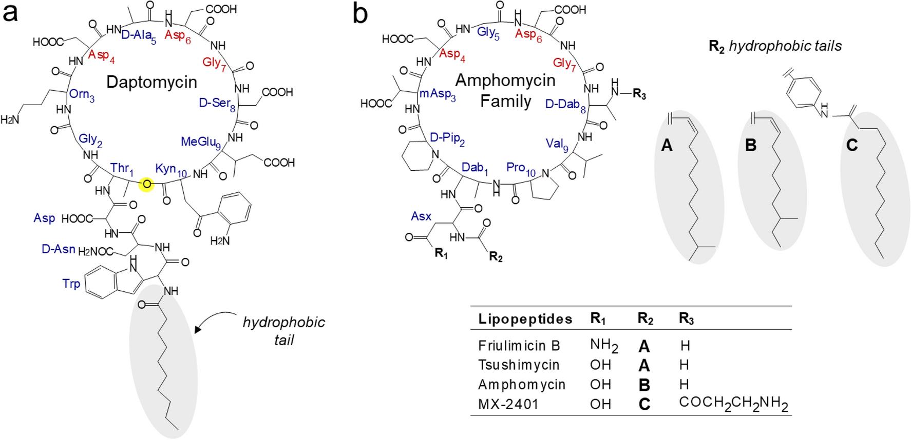 Fig.4 Chemical structure of decapeptide cyclic antimicrobial peptides.