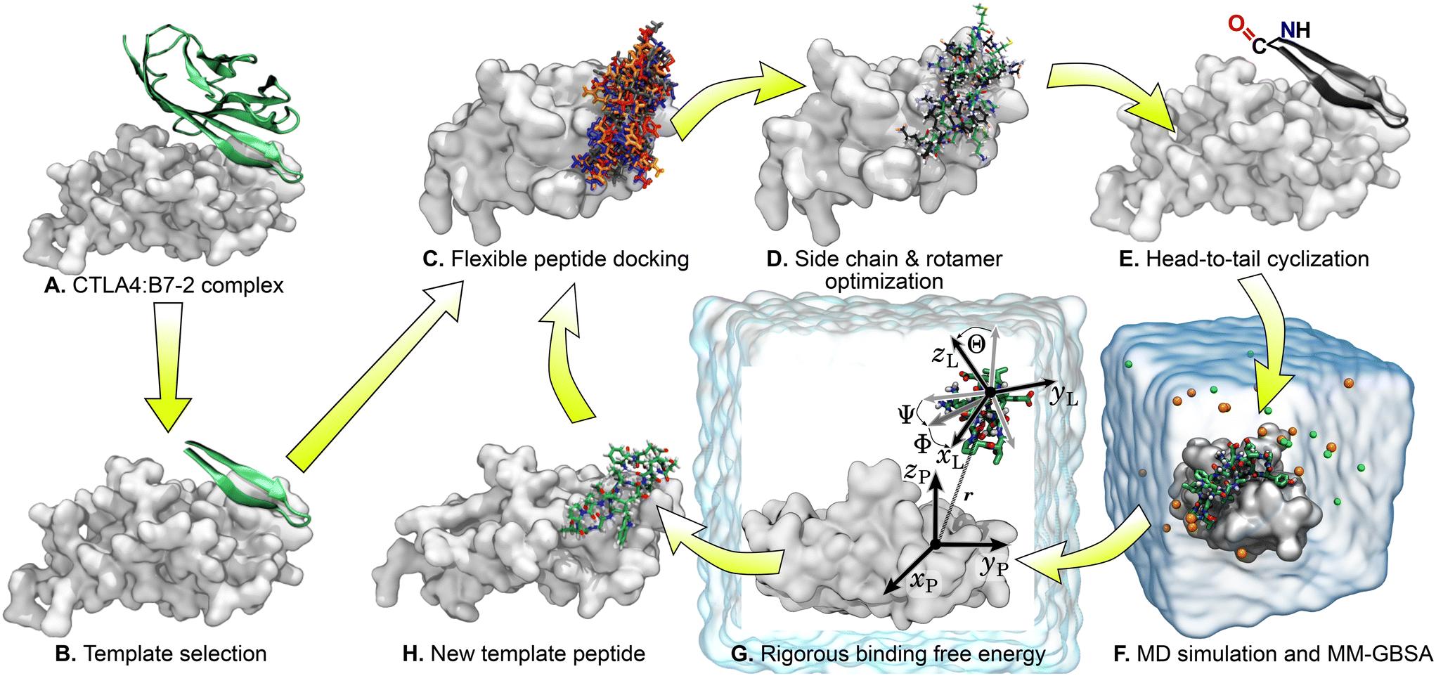 Fig.1 Visual depiction of the procedure for cyclic peptide design. 