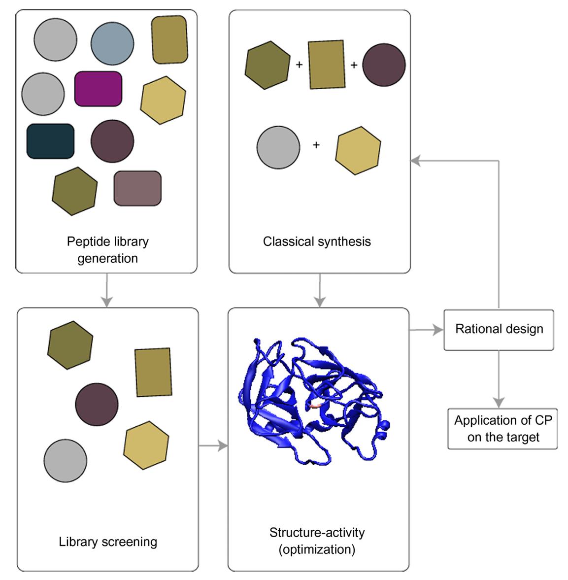Fig.2 Main approaches to create cyclic peptides.
