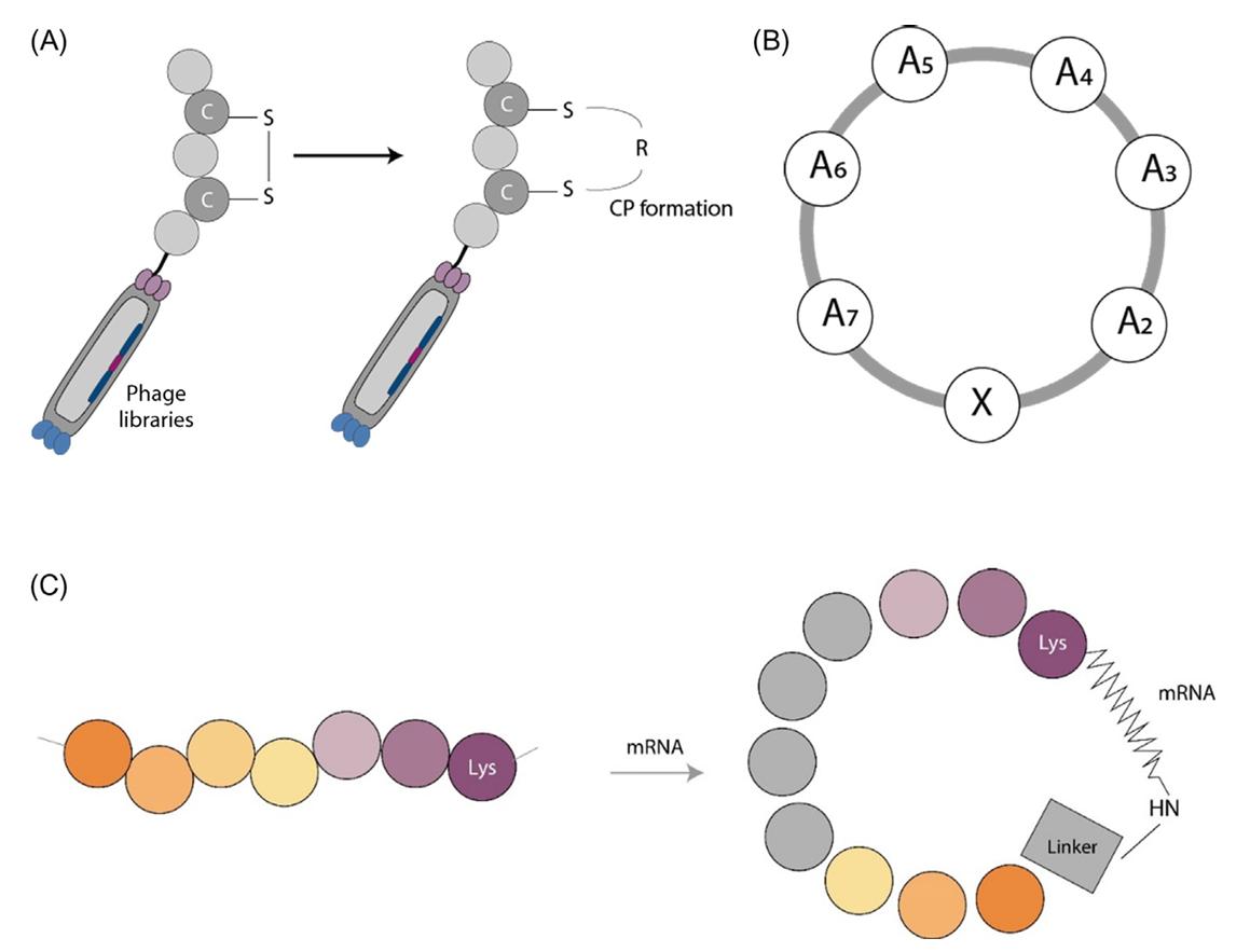 Fig.3 Genetic methods to produce cyclic peptides (CPs).
