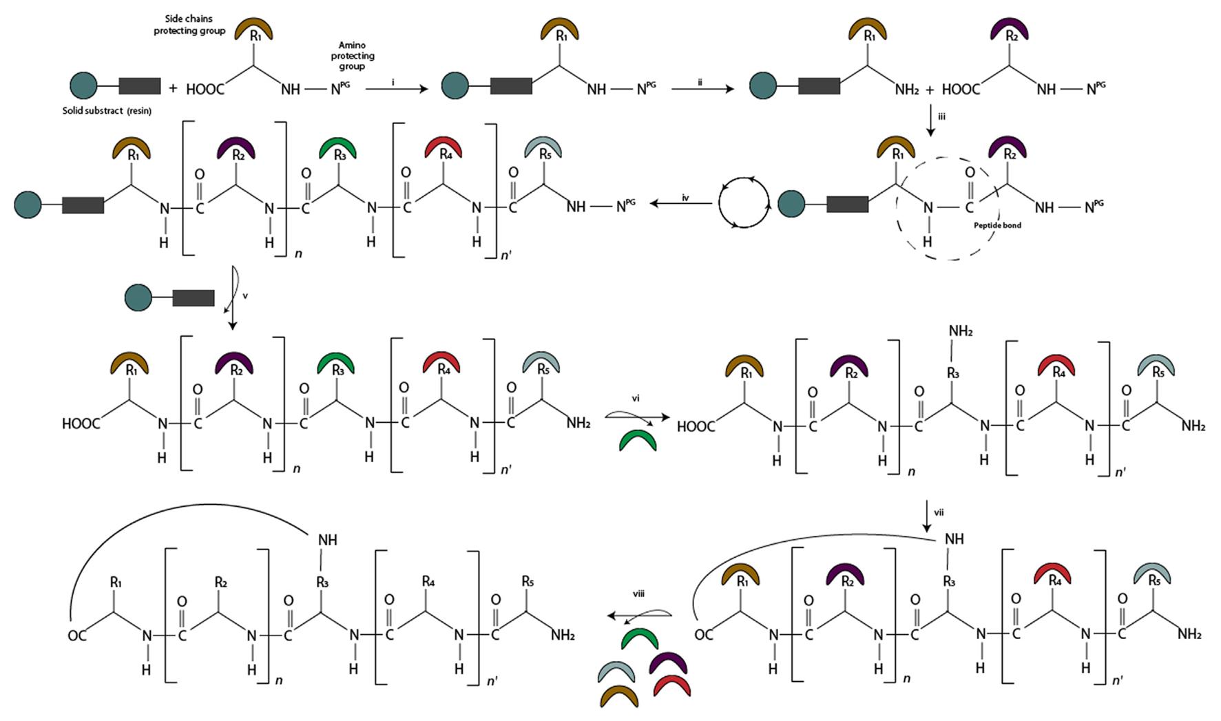 Fig.6 Visual representation of the solid-state synthesis of a side chain-to-tail cyclic peptides.