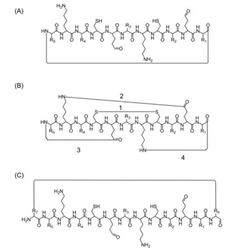 Fig.8 Alternative peptide cyclization strategies.