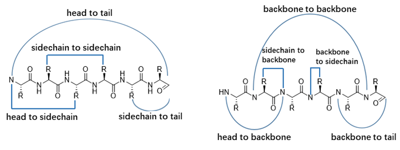 Cyclic Peptides