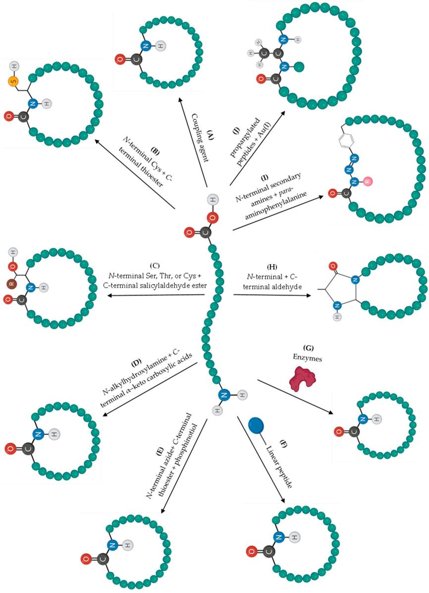 Diverse peptide cyclization methods