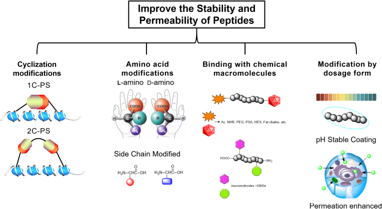 Different methods used to improve the stability and permeability of peptides