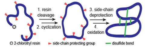 Disulfide bond formation