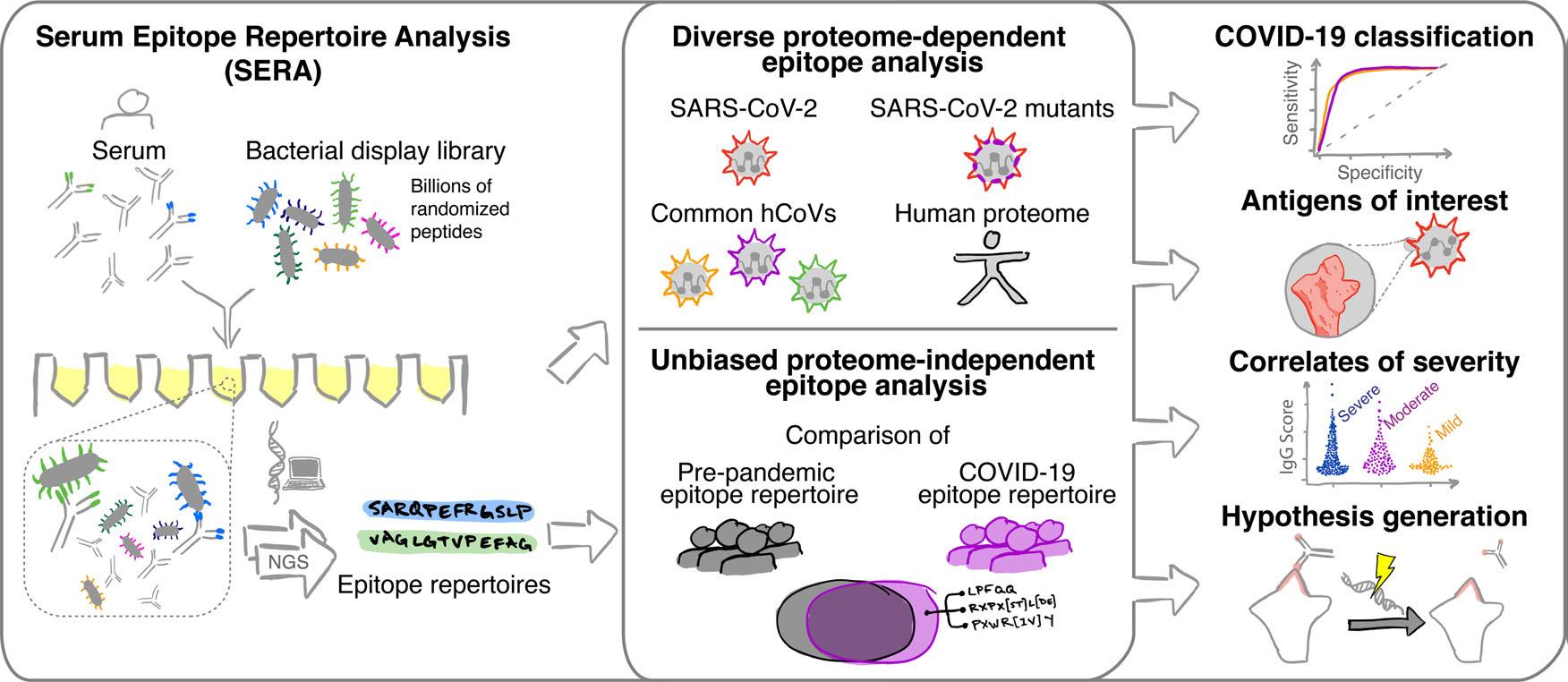 Example of Epitope Mapping.