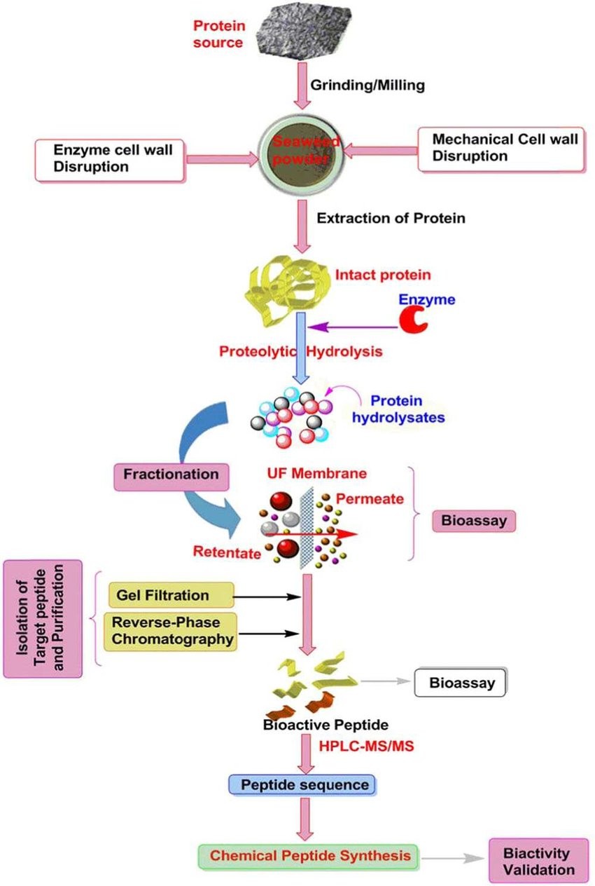 Extraction, purification and isolation procedures of bioactive peptides