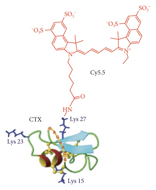 Peptide chlorotoxin (CTX) is labeled with Cy5.5