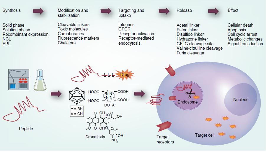 General approach to peptide therapeutics